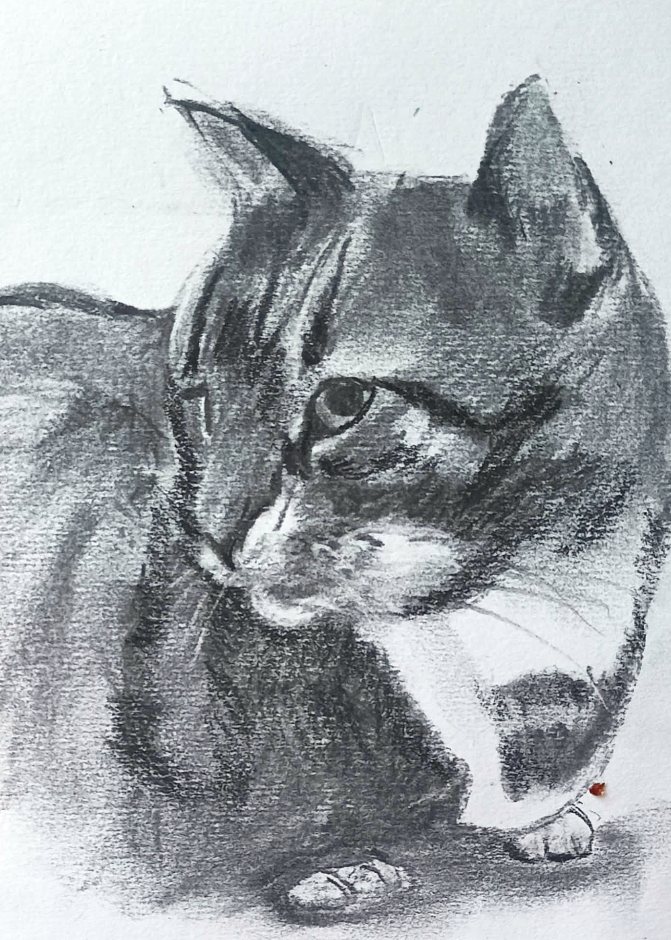 A charcoal drawing of a tabby cat with white markings, crouching low with its head turned to the left and its paws stretched out in front.